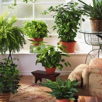 Топ-10 комнатных растений на удачу и семейное счастье